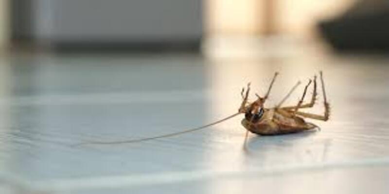 Hire a Pest Control Technician