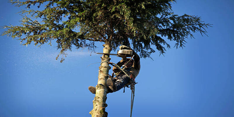 Hiring Tree Arborists